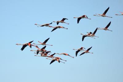 Flamant rose Phoenicopterus roseus Pallas, 1811