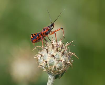  Rhynocoris iracundus (Poda, 1761)