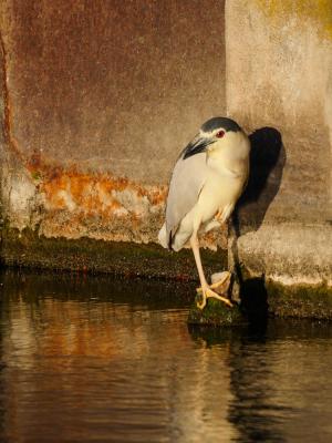 Héron bihoreau, Bihoreau gris Nycticorax nycticorax (Linnaeus, 1758)