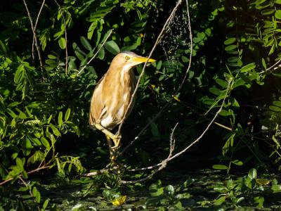 Butor blongios, Blongios nain Ixobrychus minutus (Linnaeus, 1766)