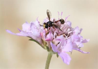  Physocephala Schiner, 1861