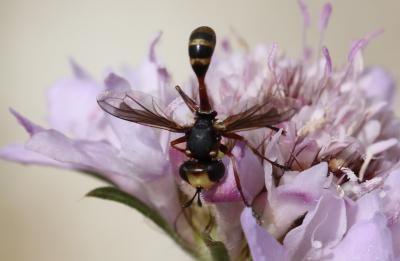  Physocephala Schiner, 1861