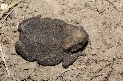 Crapaud commun (Le) Bufo bufo (Linnaeus, 1758)