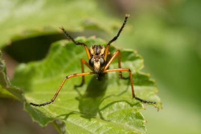  Molobratia teutonus (Linnaeus, 1767)