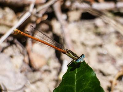 Agrion orangé Platycnemis acutipennis Selys, 1841