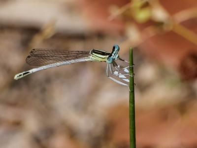 Agrion blanchâtre Platycnemis latipes Rambur, 1842