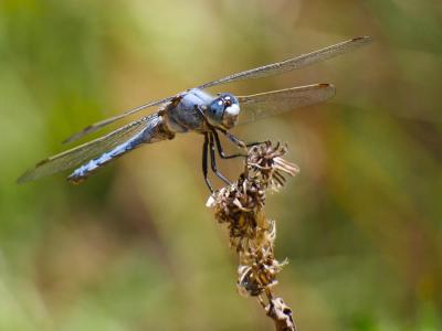 Orthétrum brun (L') Orthetrum brunneum (Boyer de Fonscolombe, 1837)