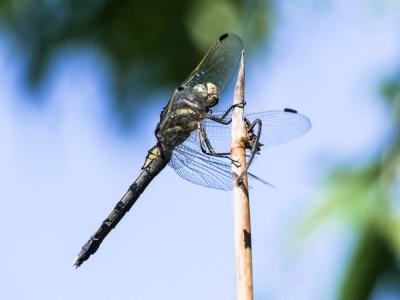 Orthétrum à stylets blancs (L') Orthetrum albistylum (Selys, 1848)