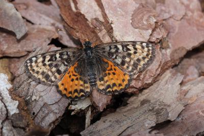 Mélitée orangée (La), Damier orangé (Le), Diane (L Melitaea didyma (Esper, 1778)