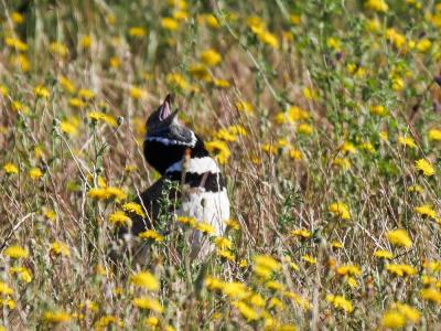 Outarde canepetière Tetrax tetrax (Linnaeus, 1758)