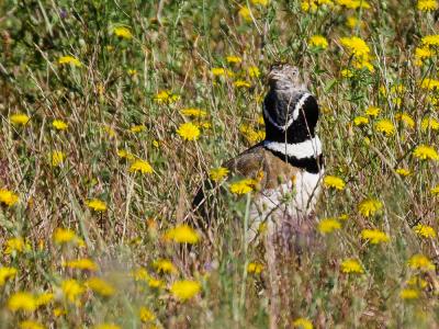 Outarde canepetière Tetrax tetrax (Linnaeus, 1758)