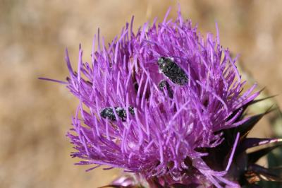  Acmaeoderella cyanipennis (Lucas, 1846)
