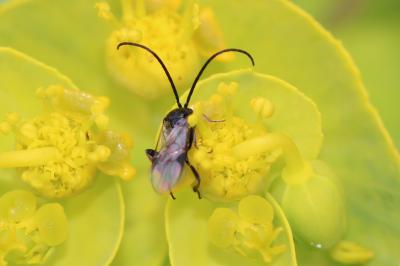  Braconidae Nees, 1811