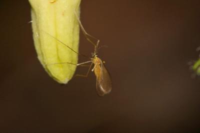  Cecidomyiidae Newman, 1834