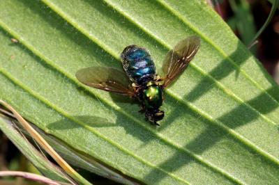  Chloromyia formosa (Scopoli, 1763)