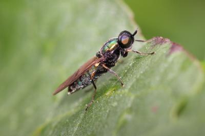  Chloromyia formosa (Scopoli, 1763)
