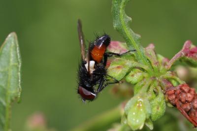  Clairvillia biguttata (Meigen, 1824)
