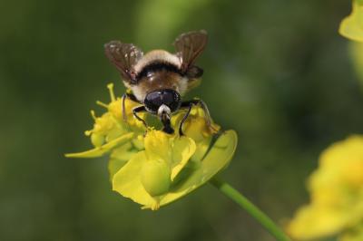  Merodon clavipes (Fabricius, 1781)