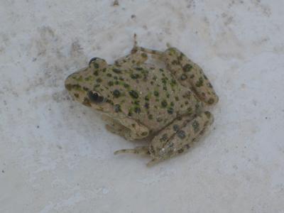 Pélodyte ponctué Pelodytes punctatus (Daudin, 1803)