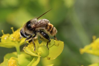  Merodon clavipes (Fabricius, 1781)