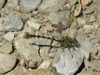 Gomphe à forceps (Le), Gomphe à pinces (Le) Onychogomphus forcipatus (Linnaeus, 1758)
