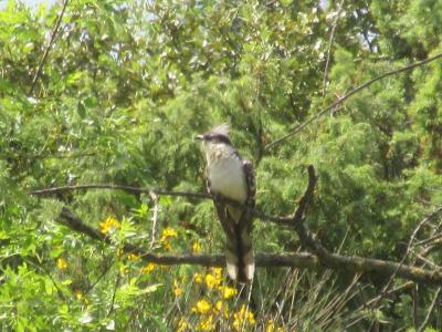 Coucou geai Clamator glandarius (Linnaeus, 1758)