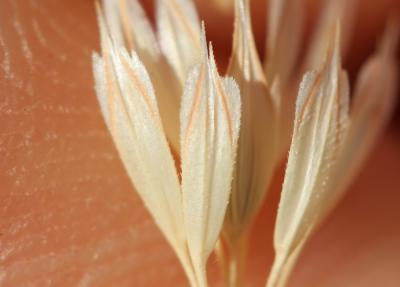 Alpiste paradoxal Phalaris paradoxa L., 1763