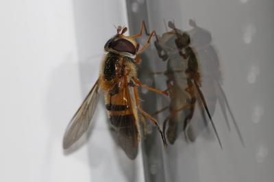  Epistrophe eligans (Harris, 1780)