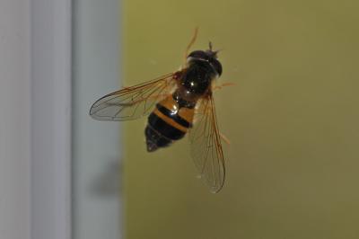  Epistrophe eligans (Harris, 1780)