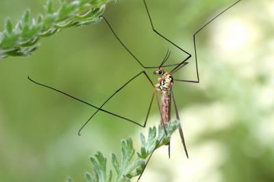  Nephrotoma flavescens (Linnaeus, 1758)