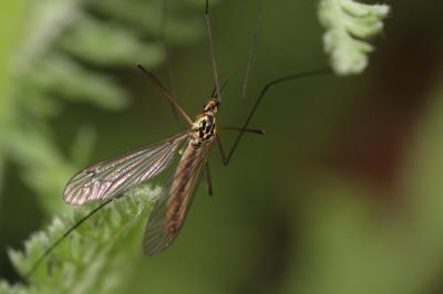  Nephrotoma flavescens (Linnaeus, 1758)