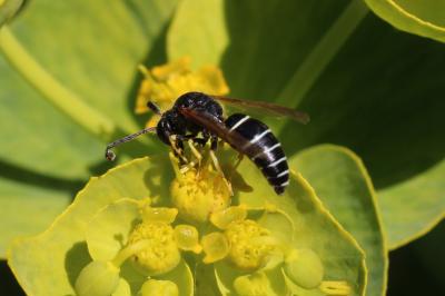  Odynerus melanocephalus (Gmelin, 1790)