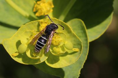  Odynerus melanocephalus (Gmelin, 1790)