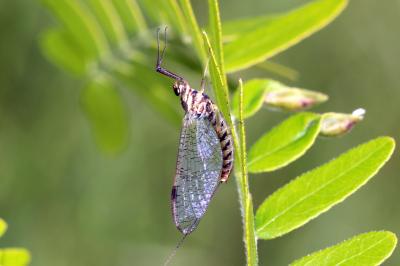  Ecdyonurus Eaton, 1868