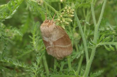 Bombyx de la Ronce (Le), Polyphage (La) Macrothylacia rubi (Linnaeus, 1758)