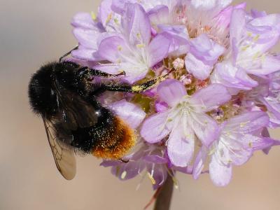 Bourdon des pierres Bombus lapidarius (Linnaeus, 1758)