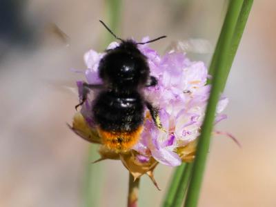 Bourdon des pierres Bombus lapidarius (Linnaeus, 1758)