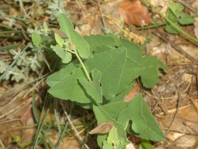 Pistoloche Aristolochia pistolochia L., 1763