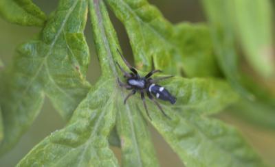  Aphantaulax trifasciata (O. Pickard-Cambridge, 1872)