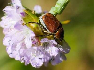  Hoplia argentea (Poda, 1761)