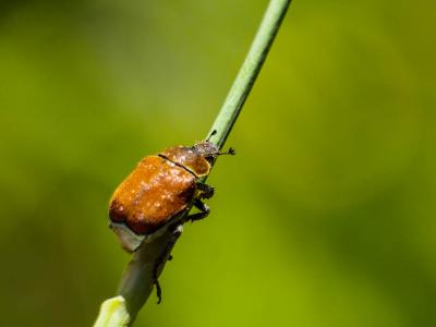  Hoplia argentea (Poda, 1761)