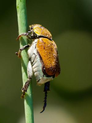  Hoplia argentea (Poda, 1761)