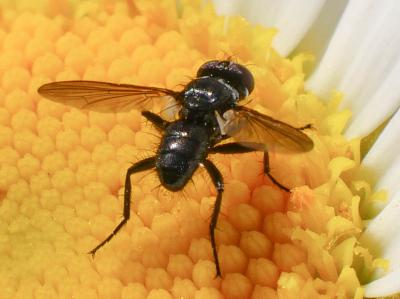  Phania funesta (Meigen, 1824)