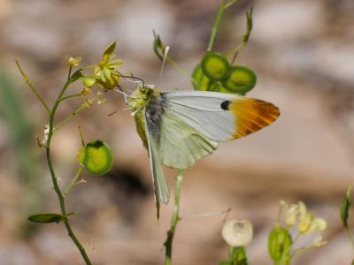 Aurore de Provence (L') Anthocharis euphenoides Staudinger, 1869