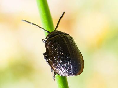  Silpha Linnaeus, 1758