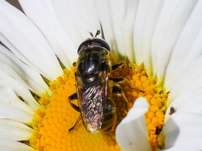  Merodon trochantericus Costa, 1884