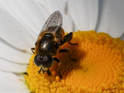  Merodon trochantericus Costa, 1884