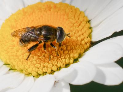 Merodon trochantericus Costa, 1884