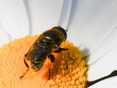  Merodon trochantericus Costa, 1884