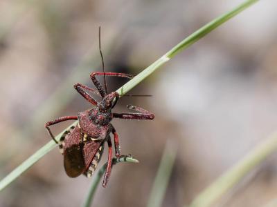 Rèduve à pattes rouges Rhynocoris erythropus (Linnaeus, 1767)